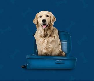Somos pet friendly Aparthotel ILUNION Sancti Petri Cádiz Somos pet friendly Aparthotel ILUNION Sancti Petri Cádiz