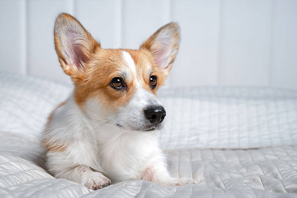 1. Selecciona una habitación pet friendly ILUNION Hotels
