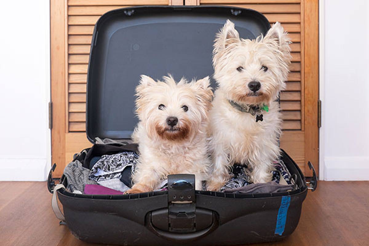 2. Informarnos de tu mascota ILUNION Hotels